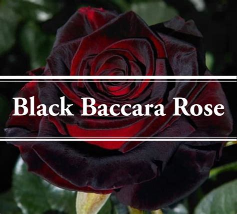 Black Baccara Rose: Mesmerizingly Beautiful – .